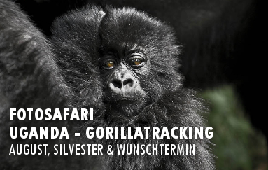 Fotoreise Uganda - Gorillasafari